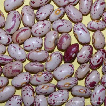 2015 New Crop Good Quality Light Speckled Kidney Bean